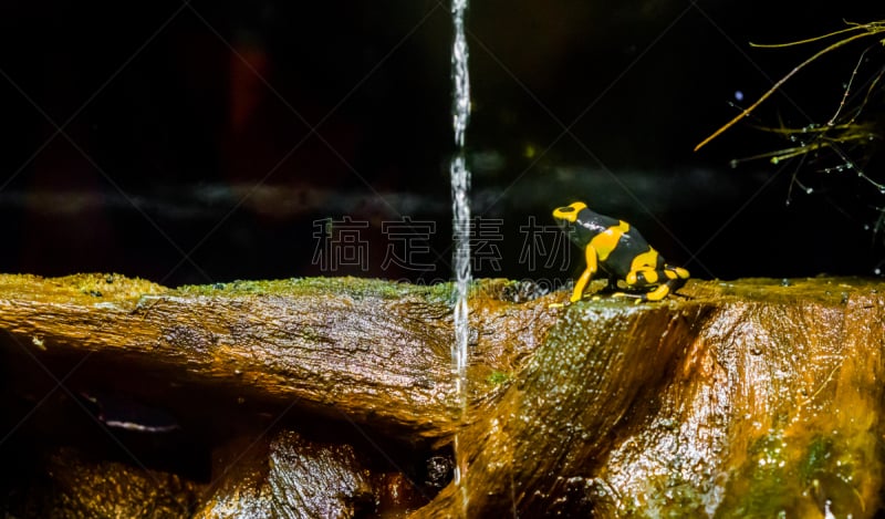 两栖纲,蜜蜂,危险,有毒生物体,黄色,箭毒蛙,极限运动,湿,野生动物,青蛙