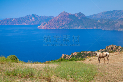 科西嘉,山,马,食草,海岸地形,piana,南科西嘉,天空,水平画幅,无人