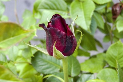 玫瑰,弹簧,自然美,花蕾,季节,开着的,莫斯特,准备,拍照