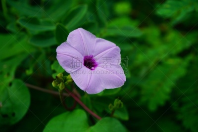 牵牛花,圆叶牵牛,旋花属植物,旋花植物,三色紫罗兰,留尼汪（法属）,早晨,夏天,白色,海滩