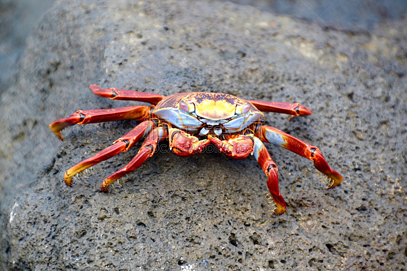 螃蟹,红色,明亮,佩瑞奈特保护区,sally lightfoot crab,石蟹,加拉帕戈斯群岛,赤道,生态旅游,水下