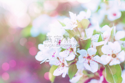 春天,花朵,春季系列,雄蕊,美,公园,水平画幅,樱花,樱桃,无人