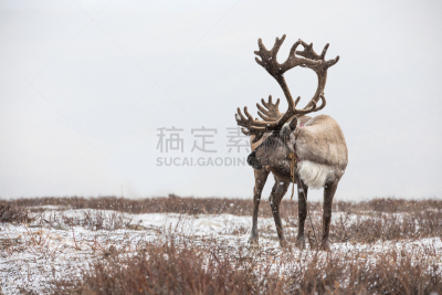 雄性动物,大风雪,平衡折角灯,古老的,留白,暴风雨,水平画幅,雪,无人