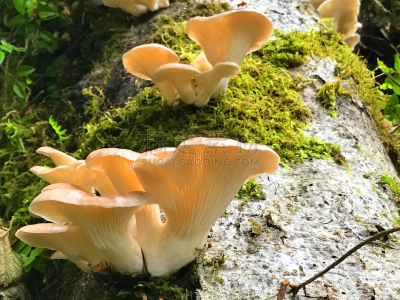 森林,蘑菇,褐色,水平画幅,无人,符号,苔藓,热带雨林,夏天,户外