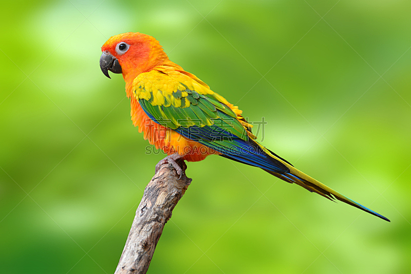 金太阳鹦鹉,鸟类,鹦鹉,南美,热带鸟,水平画幅,橙色,可爱的,无人,长尾鹦鹉