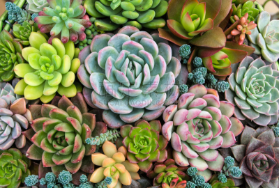 仙人掌,花盆,肉质植物,长方形,美,水平画幅,形状,无人,园艺,夏天