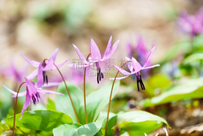 habitat of Dogtooth violet ( japanese name “Katakuri” )