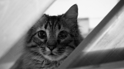 缅因库恩猫,可爱的,宠物,动物主题,法国,肖像,图像,猫,一只动物,动物身体部位