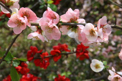 日本,温柏,自然,京都府,水平画幅,生物,无人,皱皮木瓜,嫩枝,花