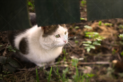 夏天,猫,篱笆,肖像,在下面,背景,草,绿色,机敏,捕食