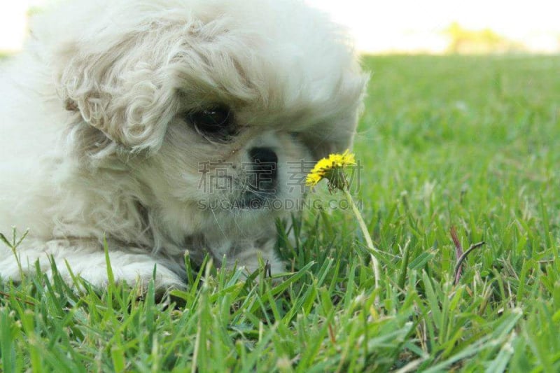 北京犬,芳香的,水平画幅,可爱的,人,哈巴狗,动物,南非,两个人,狗