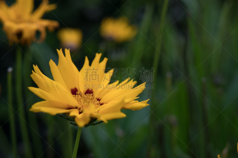 特写,common madia,bear三叶苜蓿,自然,美,留白,美国,水平画幅,快乐,无人