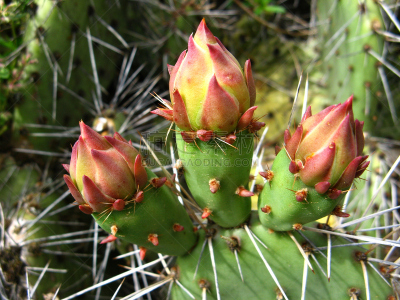 Kaktusblüten