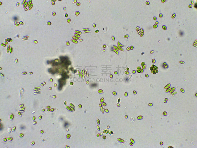 藻类,放大效果,信笺针,在下面,生物学,生物燃料,显微镜,退化单眼,淡水,海洋生命