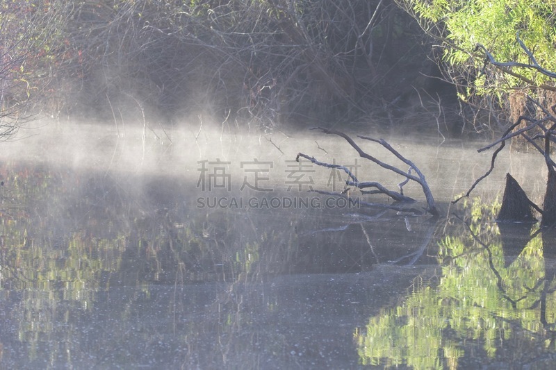 肚子,花园蜘蛛,男性,长度,公亩,织巢鸟,行星,4岁到5岁,白色,野生动物