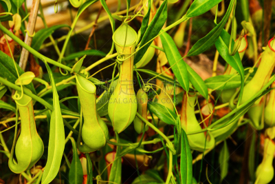 绿色,植物群,菜园,鸡尾酒,水罐,公园,漏斗,水平画幅,二齿猪笼草,猴子