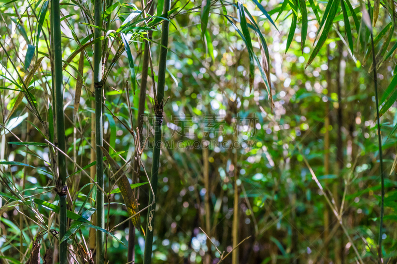 竹林,自然,园林,公园,水平画幅,绿色,枝繁叶茂,无人,目黒区,夏天