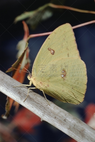 clouded yellow butterfly,鹭管鱼,自然,垂直画幅,野生动物,美国,无人,云硫蝴蝶,户外,豹纹蝶