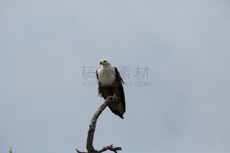 自然,野外动物,自由,热带气候,野生动物,环境,翅膀,脊椎动物,北美歌雀,草