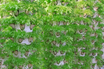 蔬菜,现代,农场,刻板印象,植物苗圃,水平画幅,科学,生物学,特写,植物