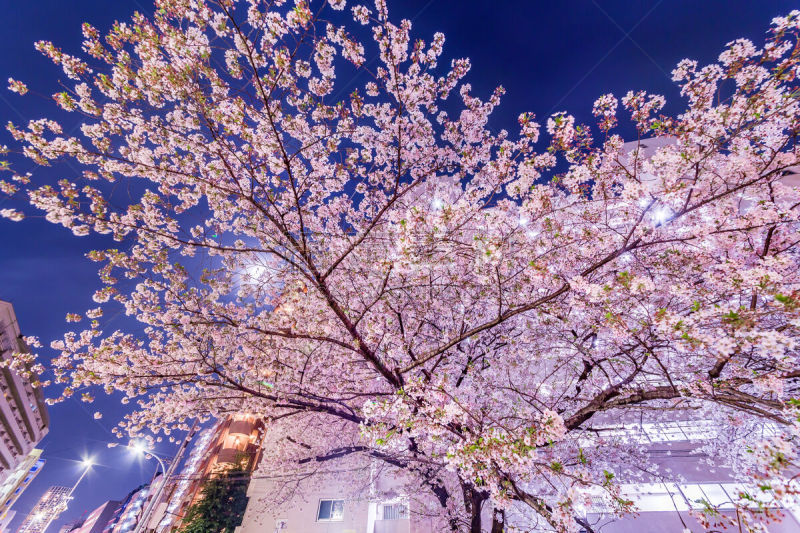 夜晚,樱桃树,都市风光,天空,美,留白,水平画幅,樱花,月亮,花见节