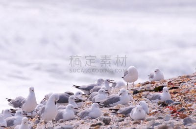 海岸线,海鸥,水平画幅,无人,鸟类,开普敦,户外,燕鸥,科美杰,海草