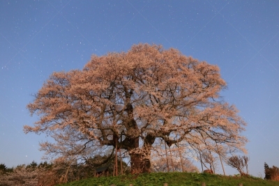 樱之花,一棵树,亚洲樱桃树,冈山县,自然,水平画幅,山,夜晚,无人,日本