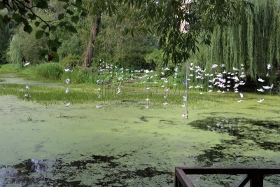 浮萍,池塘,自然,水,水平画幅,绿色,地形,无人,夏天,户外