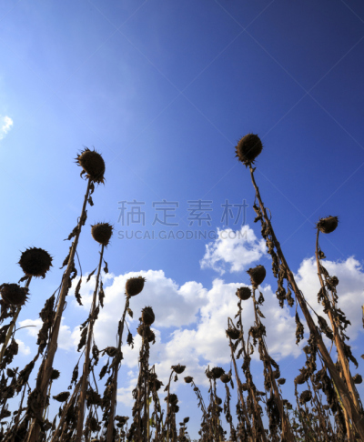干的,向日葵,垂直画幅,天空,提举,无人,干花,夏天,组物体,户外