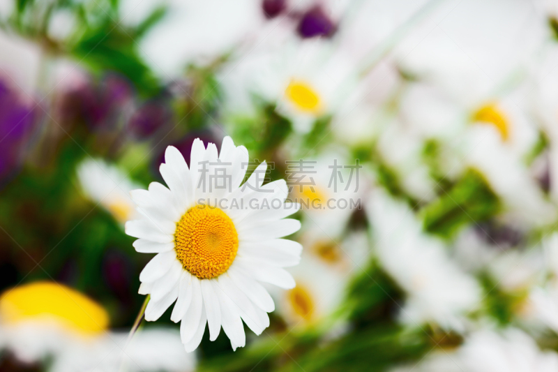 甘菊,美,水平画幅,无人,草坪,夏天,户外,草,特写
