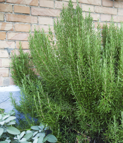鼠尾草,迷迭香,垂直画幅,芳香的,墙,无人,砖墙,生食,夏天,户外