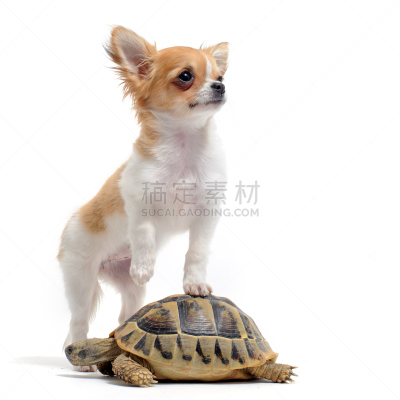 龟,小狗,褐色,无人,赫曼氏陆龟,白色,彩色图片,狗,海龟