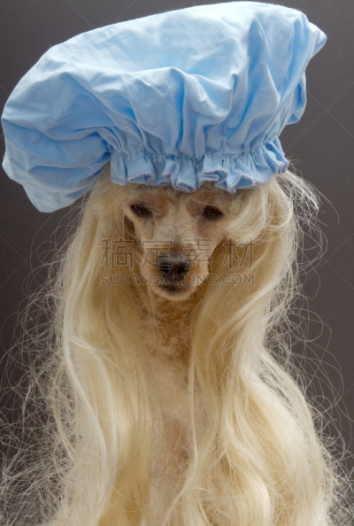 浴帽,金色头发,玩具贵宾犬,宠物服装,贵宾犬,假发,骄纵宠物,可爱的,背景分离,狗
