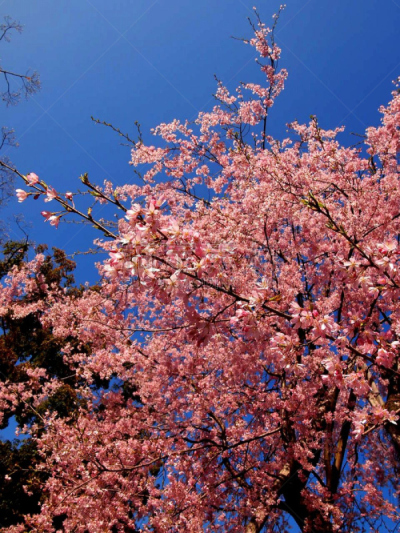 桜-Sakura-
