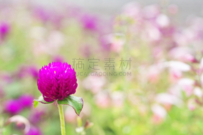 苋属植物,水平画幅,秋天,无人,九月,日本,藤泽市,红巧梅,户外,红色