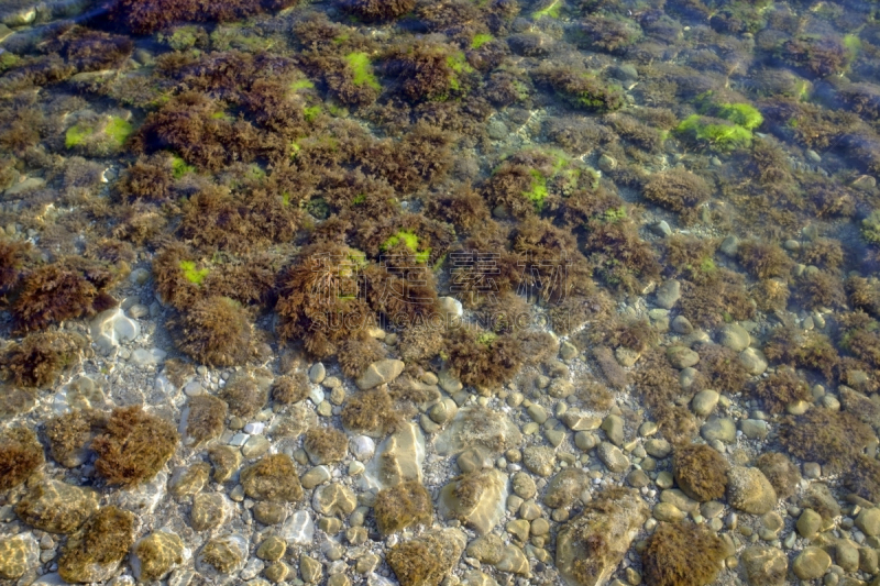水,藻类,透明,红藻,海草,海底,黑海,在底端,自然,黄绿藻