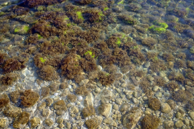 水,藻类,透明,红藻,海草,海底,黑海,在底端,自然,黄绿藻