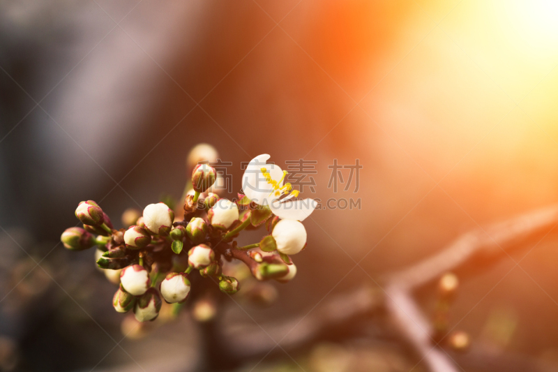 杏,花朵,泉,自然,水平画幅,无人,五月,散焦,特写,3到4个月