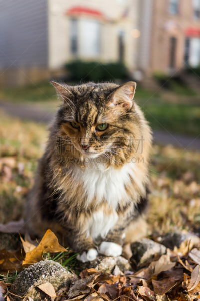 缅因库恩猫,户外,棉,绿色眼睛,皱领,颈,鬃毛,西伯利亚,斑纹猫,纯种猫