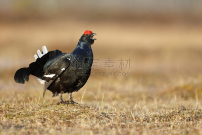 黑松鸡,自然,松鸡,停泊的,旷野,摩尔人风格,寒冷,野生动物,水平画幅,雪
