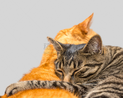 猫,两只动物,水平画幅,动物耳朵,动物身体部位,干净,哺乳纲,友谊,小猫,自然