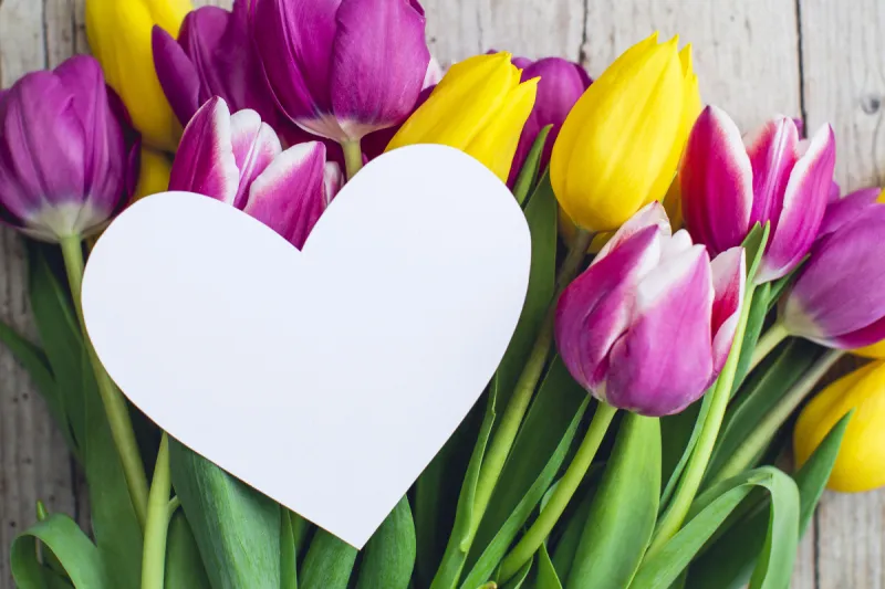 五月花 五月花图片 五月花素材下载 稿定素材