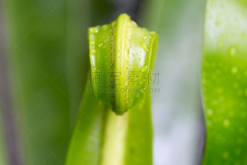 蕨类,mother fern,叶肉,复眼,附生植物,孢子,风管,轨道运行,复叶,美