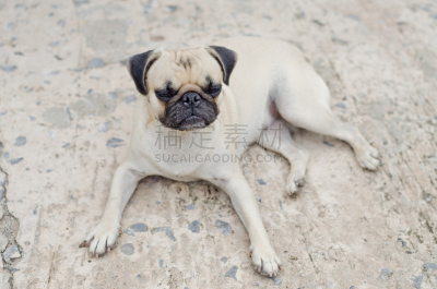 悲哀,等,博德猎狐犬,狗,发狂的,褐色,纯种犬,水平画幅,小的,可爱的