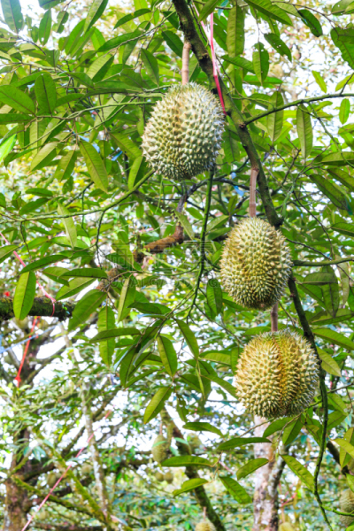 榴莲,热带水果,枝,蒙太奇,fibrous sheath,栽培植物,螫刺的,尖的,果园,垂直画幅