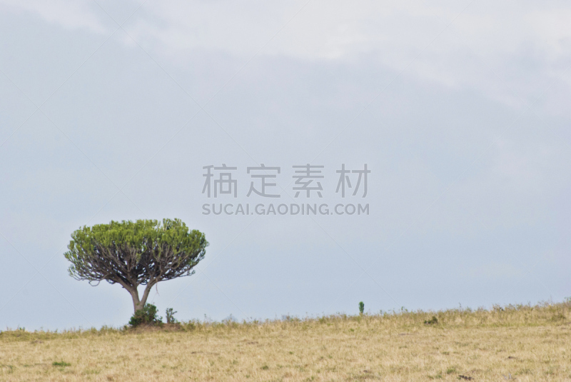 南美大草原,蜂蜜,枝状大烛台树,药,古老的,树液,梅毒螺旋体,仙人掌树,接力赛,树