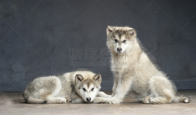 阿拉斯加雪橇犬,特写,注视镜头,五只动物,雪橇犬,褐色,水平画幅,爪子,动物身体部位,哺乳纲