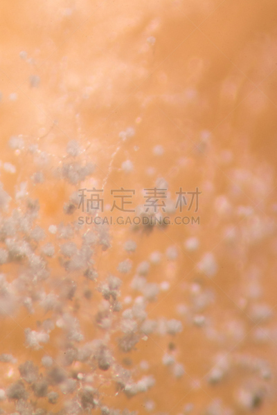 微生物学,实验室,面包,在下面,尼日尔,放大效果,显微镜,垂直画幅,生物科技,孢子