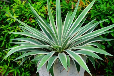 龙舌兰属植物,皇后凤梨属,龙舌兰仙人掌,索诺兰沙漠,丝兰,特其拉,亚利桑那,美,水平画幅,无人