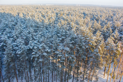 高视角,冬天,森林,天空,水平画幅,透过窗户往外看,雪,无人,户外,在上面